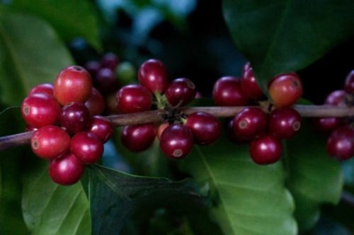 SOFTS Arabica coffee prices climb as exchange stocks fall