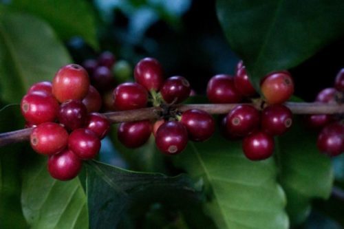 U.S. coffee roasters are paying big premium for green beans in storage