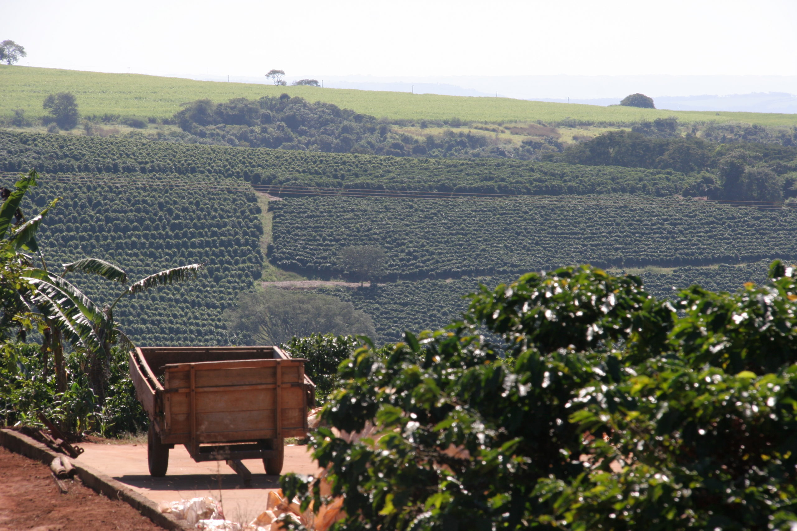 SOFTS-Arabica coffee hits fresh one-year low, sugar also down