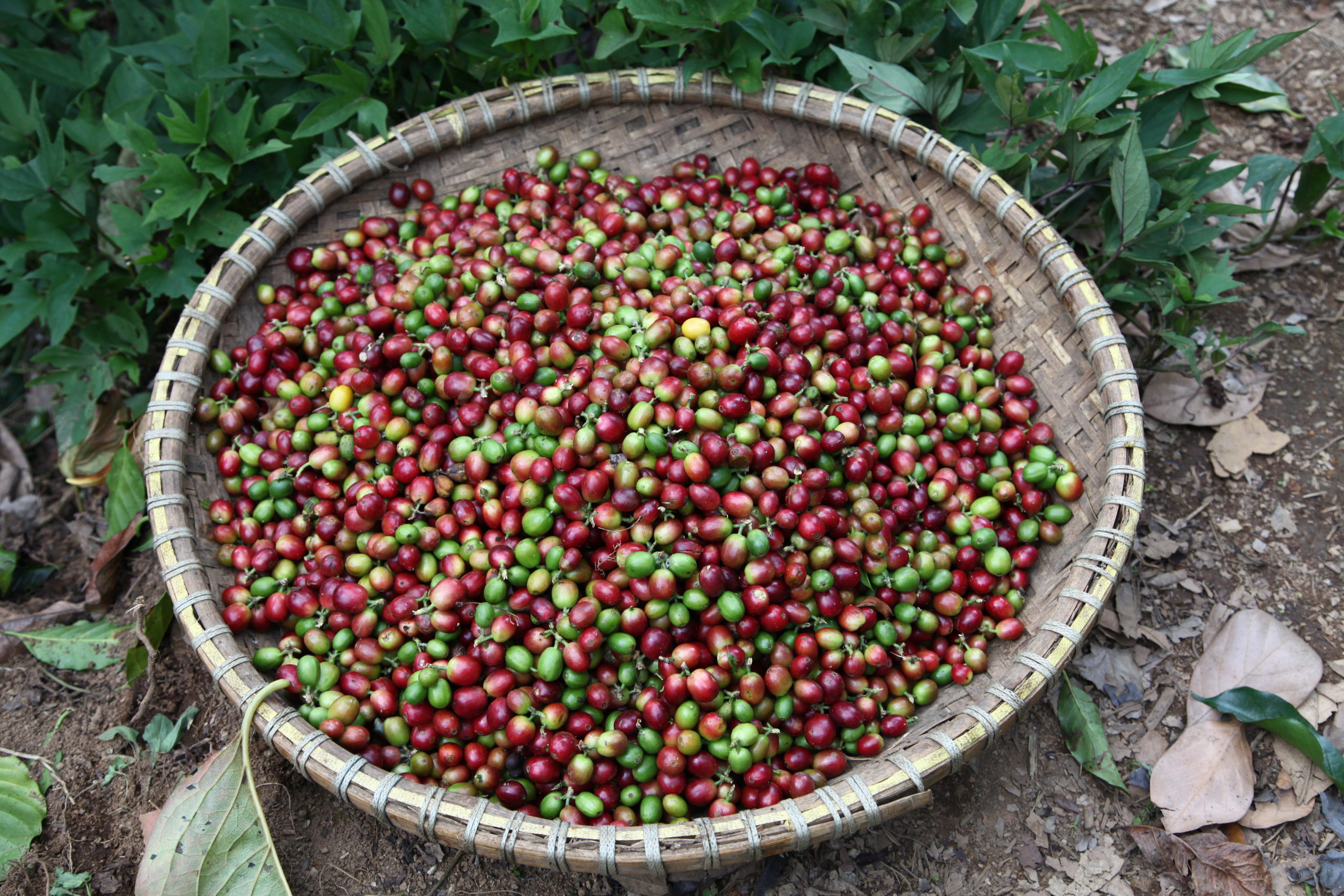 Coffee traders scramble to redirect Russia, Ukraine shipments