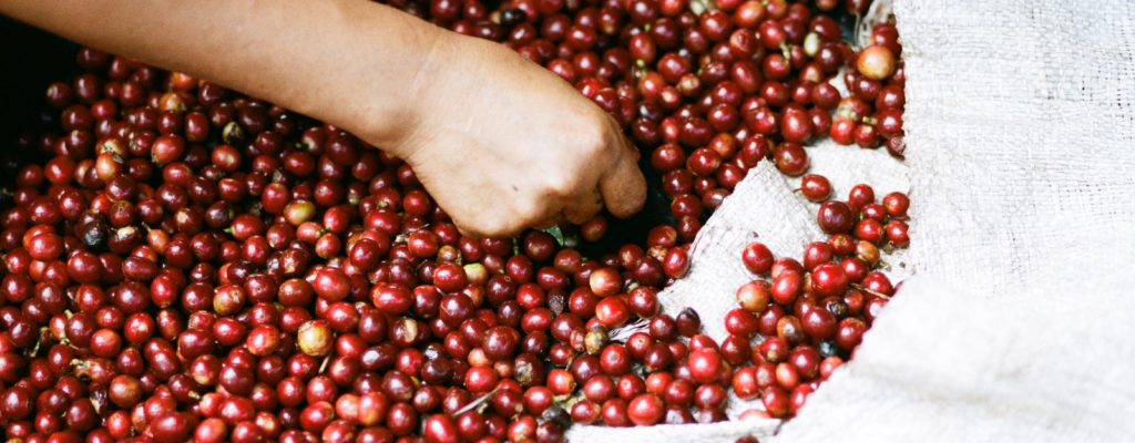 Uganda says coffee exports down 14% yr/yr due to drought