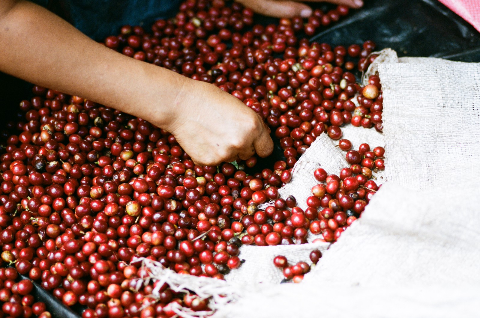 Uganda says coffee exports down 14% yr/yr due to drought