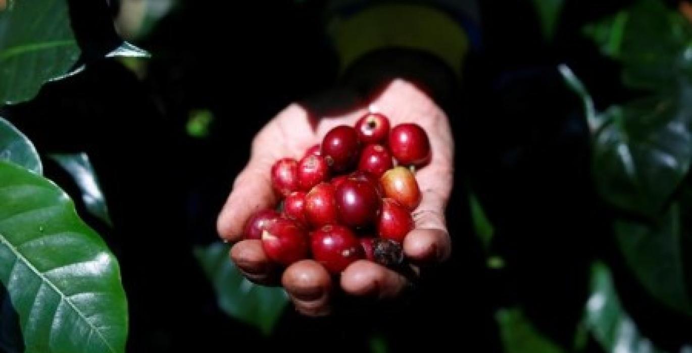 SOFTS-Arabica coffee edges up as Brazil currency recovers ground