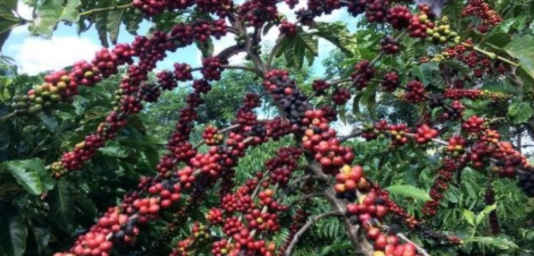 SOFTS-Robusta coffee edges up on short-term supply tightness