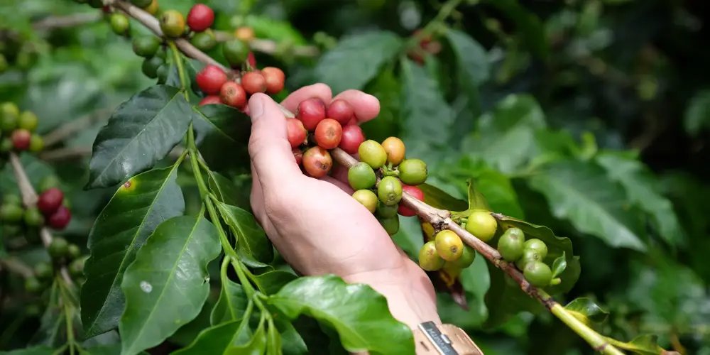 There are no coffee sanctions against Russia, but payment and security concerns have some distributors avoiding the country